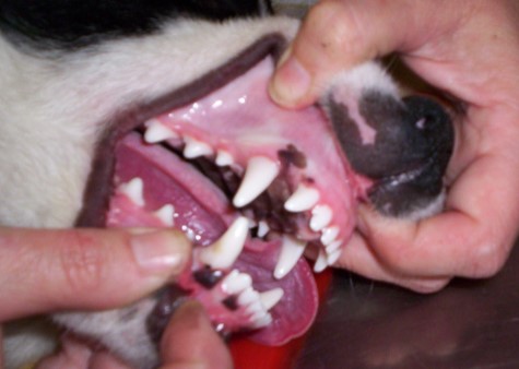dogs mouth dogs mouth