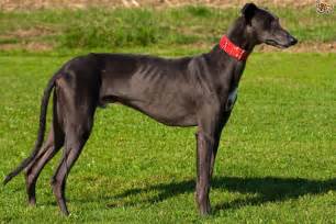 greyhound dog